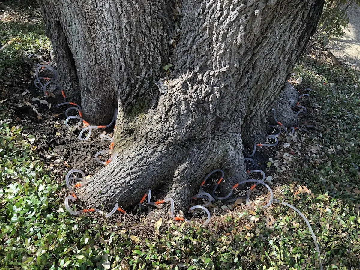 Detailed Tree Cabling and Bracing job site in Fort Bidwell