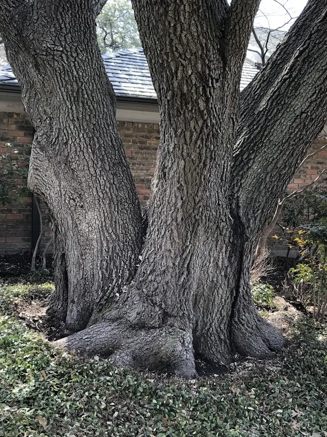 Mature heritage tree close to a Fort Bidwell property cared for by certified arborists